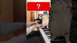 猫ミームで100万回聴くけど名前が分からない曲 #猫ミーム