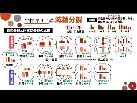 【高校生物】第47講「減数分裂」核相や染色体数の変化