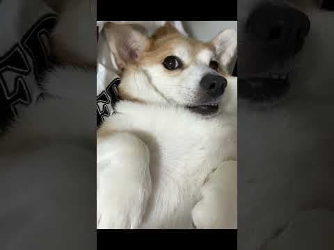 撫でて欲しいアピールちょんちょん#shorts