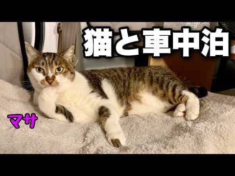 【猫と軽バン車中泊】ポータブル電源を使わない車中泊。寂しそうな猫のマサと一緒に過ごす静かな夜