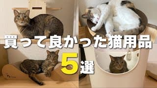 【Amazonブラックフライデーが狙い目！】買って良かったおすすめ猫用品５選＋おまけ