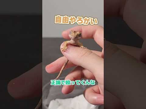 こいもってんだ #クレステッドゲッコー