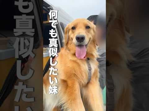 抱っこして欲しくなっちゃった大型犬（30kg）のために頑張るパパww【ゴールデンレトリバー•ボーダーコリー】#shorts