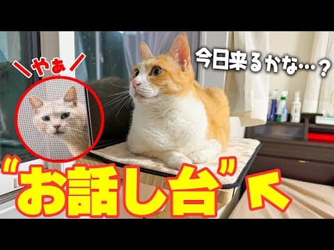 「今日は来るかな…」地域猫を待つ猫のために“特等席”を用意したら、めちゃくちゃ気に入ってくれましたwww