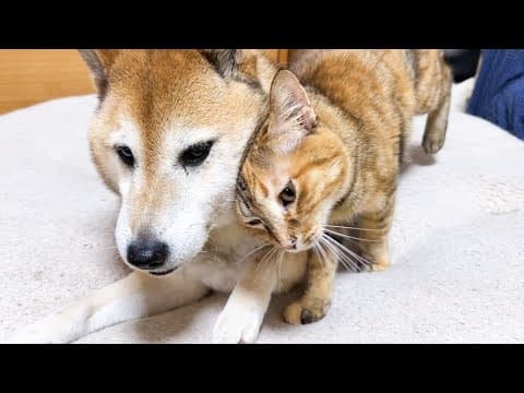 柴犬に甘える末っ子猫が甘え足りなく寂しそうにしていると…