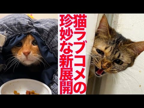 猫ラブコメ、テコ入れ新局面に突入する　The new corner of my cats-rom-com