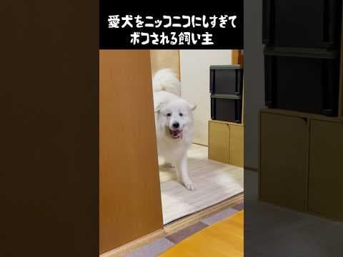 ニコニコで飼い主をぶっ飛ばす愛犬　#グレートピレニーズ #癒し #大型犬のいる生活 #大型犬 #greatpyrenees #犬のいる生活 #愛犬 #可愛い #ペット #大型犬と暮らす