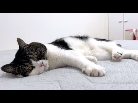 1年ぶりにひんやり布団を敷いてみたら気持ち良すぎて猫が動かなくなりました…w