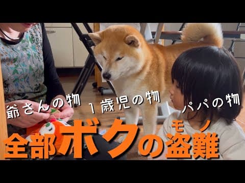 裁縫姿をジーッと凝視する可愛い柴犬。でも本当はただの柴ジャイアン