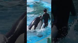 天才シャチ「ラビー」フィン移動&フィン回転!! #Shorts #鴨川シーワールド #シャチ #kamogawaseaworld #orca #killerwhale