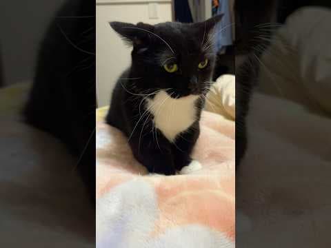 Uni just opened a bakery! #catsofyoutube #cat #silly