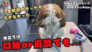 【初来店】他店ではカットできなかったシーズーの噛み犬トリミング！！