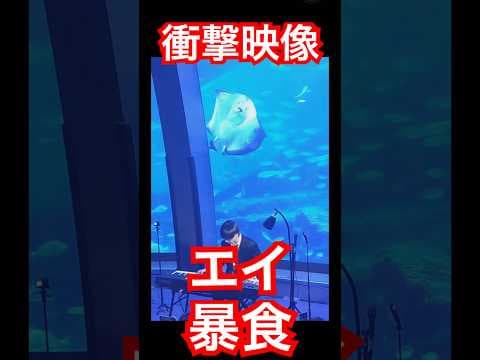 【衝撃映像】水族館のショーで起きたエイの暴食シーン #八景島シーパラダイス パラダイス #アイドル #弱肉強食 #ピアノ #ストリートピアノ #piano #ドッキリ #yoasobi