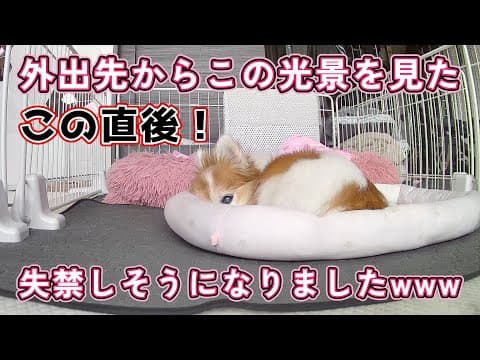 【衝撃】16歳高齢犬のリビングが大惨事！外出先で絶叫した瞬間がこちら！