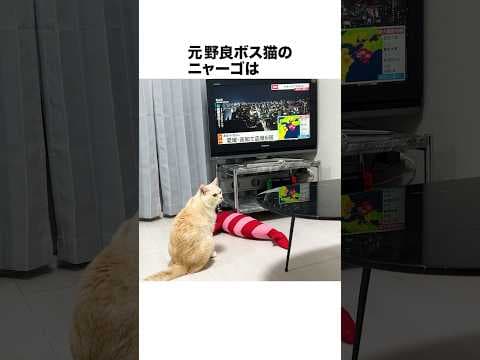 元野良ボス猫ニャーゴ伝説⑨