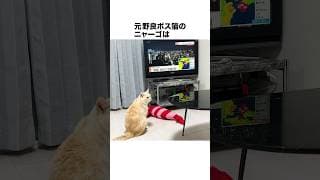 元野良ボス猫ニャーゴ伝説⑨