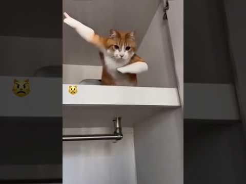猫は助けて欲しかった訳ではない。