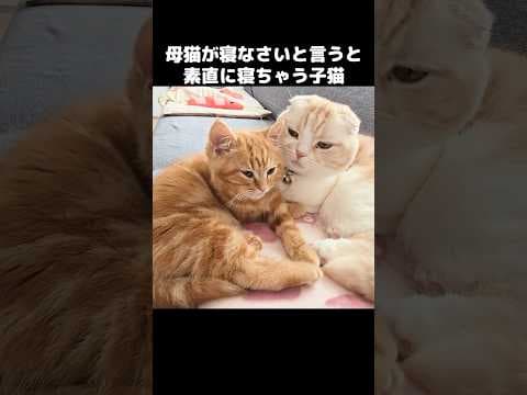 母猫が「寝なさい！」と言うと素直に寝ちゃう子猫がかわいい... #子ネコ