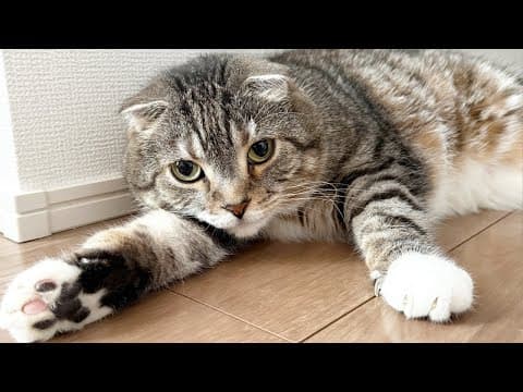 週末の夜は猫雑談！りっちゃんたちの爪切りやブラッシングをしつつ猫愛を語らいましょう🐈💗 Part5