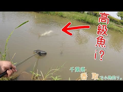 こんな場所で高級魚が釣れました！ 〇〇〇って釣れるんだ～！ 千葉県 香取で小物釣り。