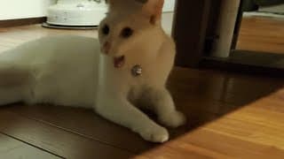 子狼犬と猫が対面したらこうなった