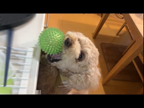 自由すぎて家族を困らせる大きいトイプードル【デカプー】【トイプードルのロアくん】【toy poodle】