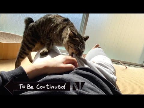 To Be Continued Cat Compilation 金玉破壊猫ver.
