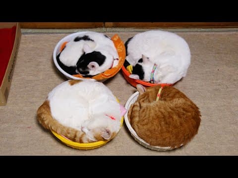 かご猫LIVE配信　2025年06月13日