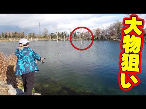 池の真ん中の木にデカい魚がいるらしい。