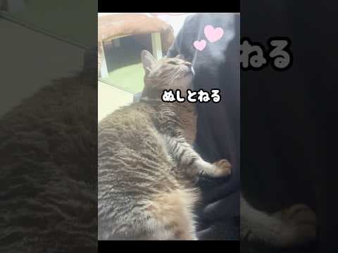 こたつで寝かせても甘えたくて膝に戻ってくる元野良猫が可愛すぎる♡ #元野良猫 #甘えん坊 #かわいい