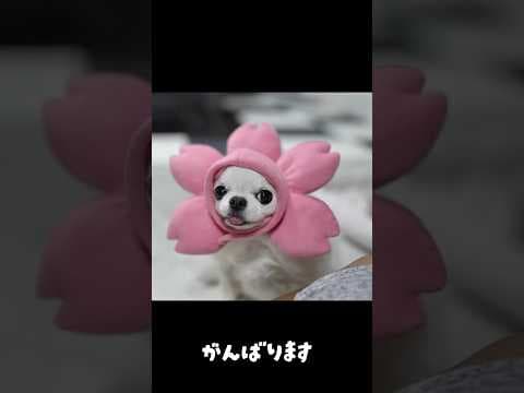 決断しました！ #チワワ #dog #chihuahua #chihuahuafanclub #高齢犬