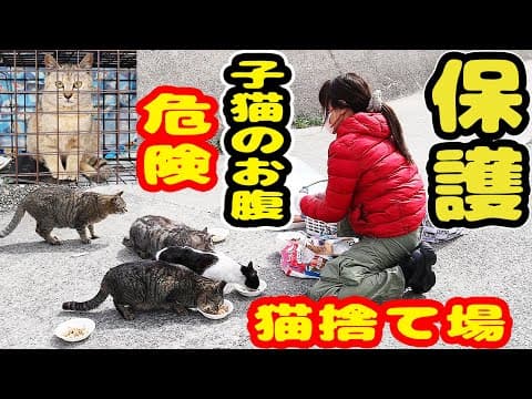【子猫2匹緊急保護】子猫のお腹に６匹の子猫 ボランティアさんが愕然とした理由とは？