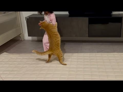 大きく育ちすぎたので毎日5歳の娘とダイエットに励む猫