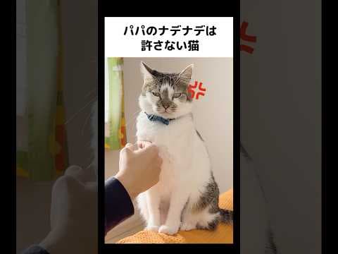 パパの戦いは続く... #元野良猫のささみとホルン #cat #ねこ