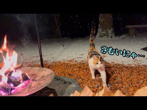 雪の中突如現れた猫…冷え切った体を焚き火で温めて…【キャンプ】