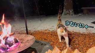 雪の中突如現れた猫…冷え切った体を焚き火で温めて…【キャンプ】