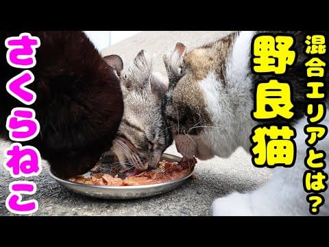 捕獲保護をすすめているエリアの空腹な猫たちにご飯をあげると・・・