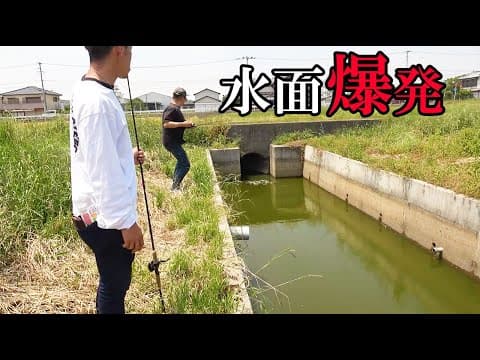狭い用水路の土管から巨大魚が襲ってきた！