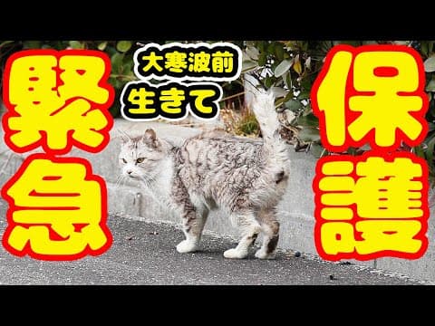 【野良猫 保護】ボランティアさん達の決意と連携に涙しました・・・ 銀ちゃん