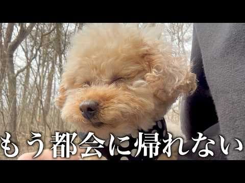 【休日ルーティン】軽井沢で過ごす愛犬との休日が幸せすぎた