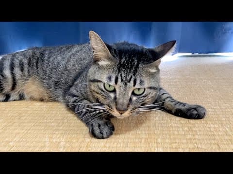 【ご報告】ふくちゃんについて