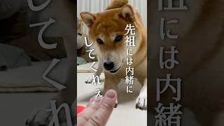 柴犬のDNAと屁ビクトリー #犬 #柴犬と暮らす #柴犬との暮らし