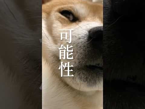 柴犬の願いを叶えてほしい #柴犬 #犬 #柴犬こむぎ