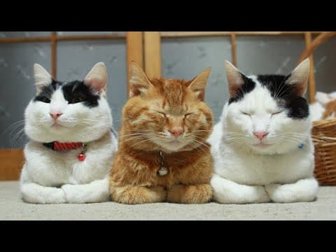 かご猫LIVE配信　2025年04月26日