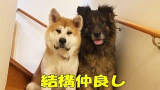 結構仲良し♪秋田犬そら・シェパード犬マック