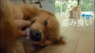 くうたの犬用ごはんを盗み食いする小侍郎