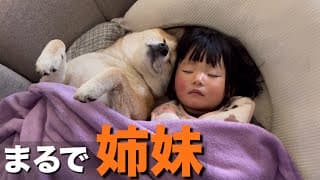 まるで姉妹のように、くっつきあって眠る柴犬と１歳児が可愛すぎ…