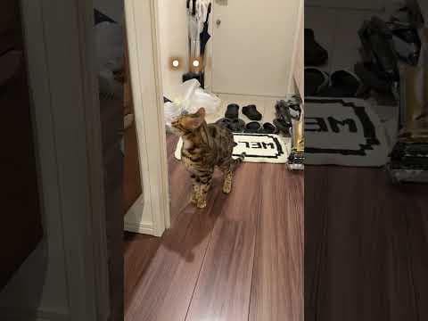 仲間に見捨てられた猫 #ルトロゼ #ベンガル #cat