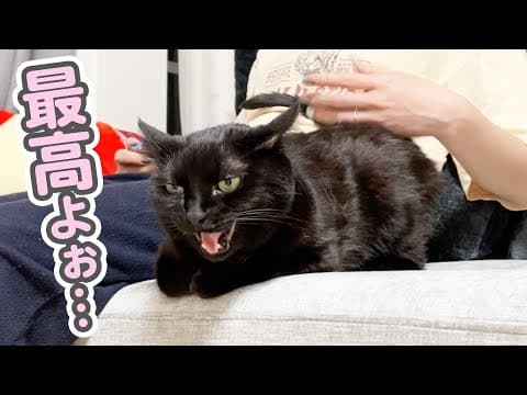 「最高だわぁ…」と、お尻ぽんぽんに恍惚の表情をみせる猫