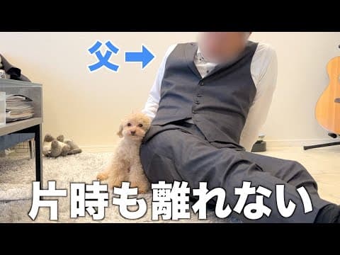 大好きな父の突然訪問に甘えん坊が爆発するトイプードル